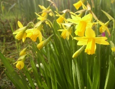 080301 311 Daffodils