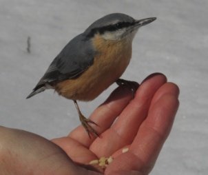 190220 104 ValRoseg Nuthatch 