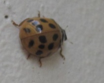 201020 Ladybirds 106