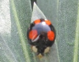 201020 Ladybirds 107