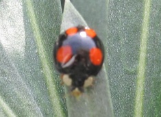 201020 Ladybirds 107